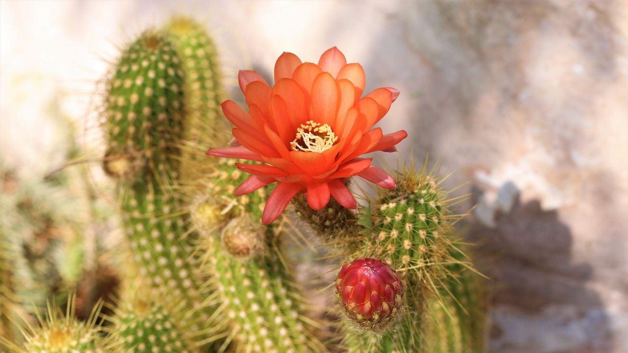 الحياة التي تبدأ بعد الانتحار… شاب عراقي يروي تجربته