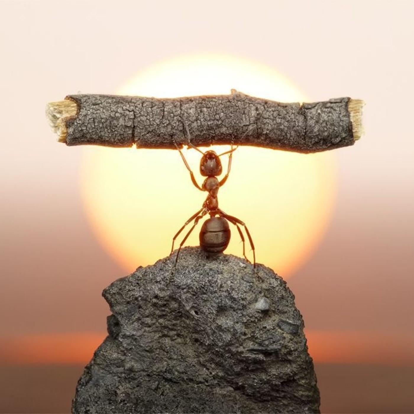 الإنسان الفعال