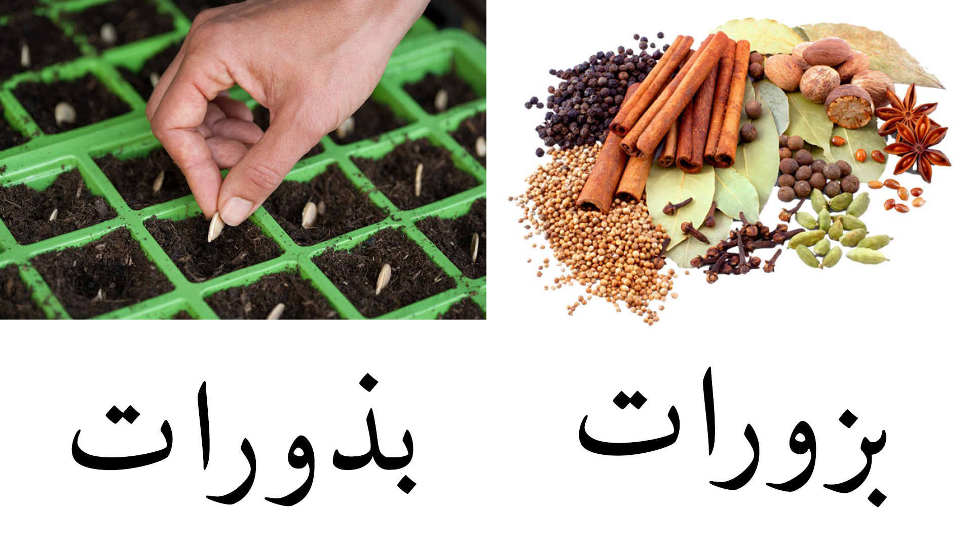 بزور وبذور وبازار وتبّولة