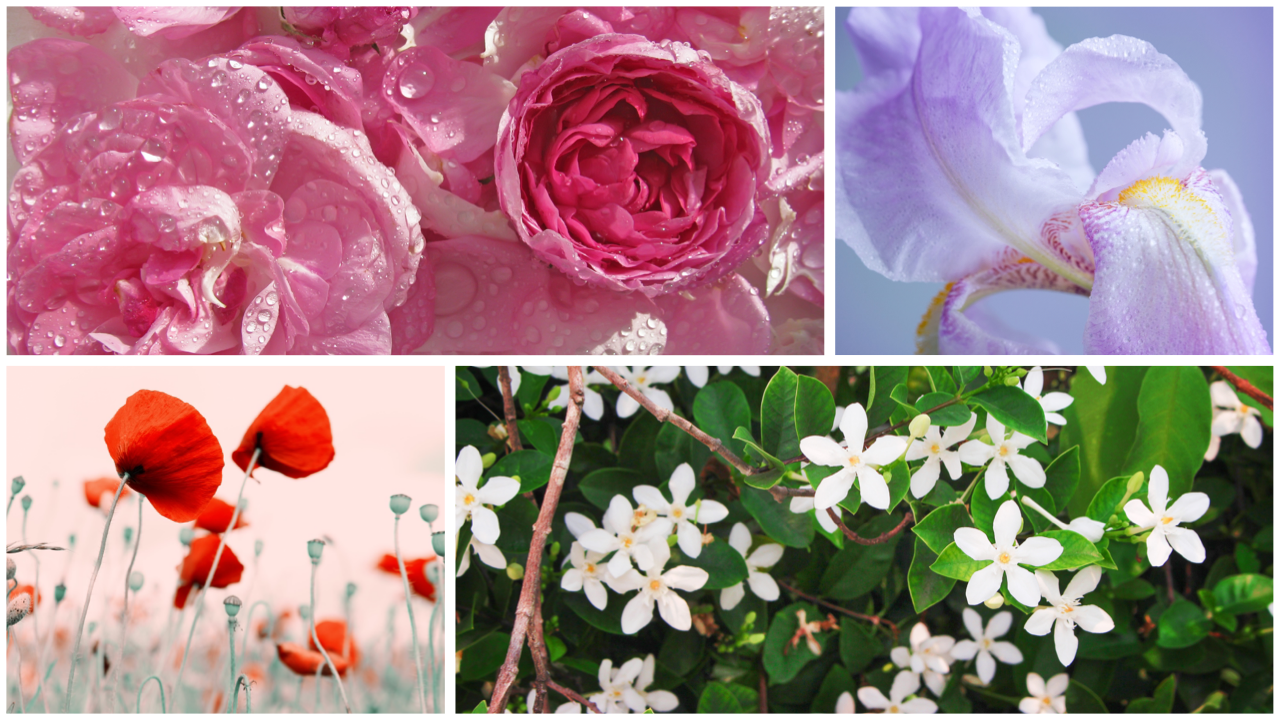 رمزية الزهور في الأنثويّة السوريّة