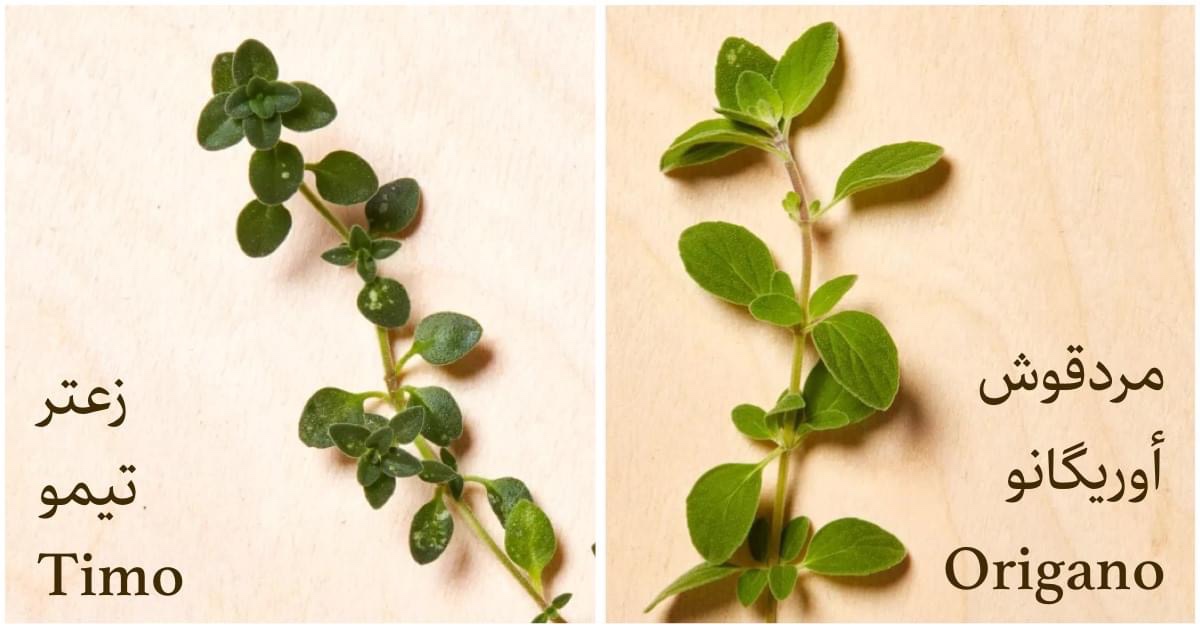 الأوريگانو مش زعتر