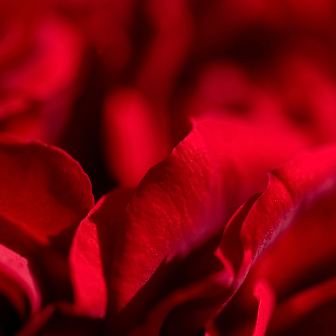 الحُبّ: ألم يُسْتَمْتَعُ بِه