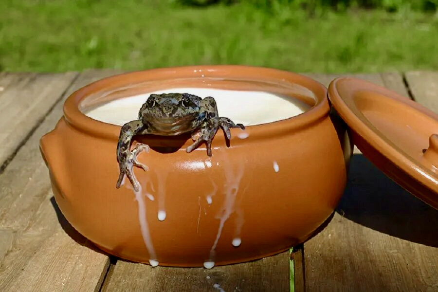 دن الحليب للضفدع مسبح