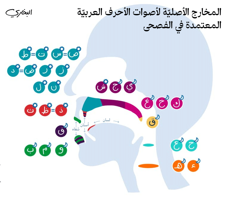 المخارج الأصلية لأصوات الأحرف العربية المعتمدة في الفصحى – مدوّنة البخاري