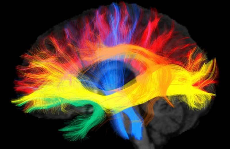 العربية والألمانية تعيد تشكيل دماغك