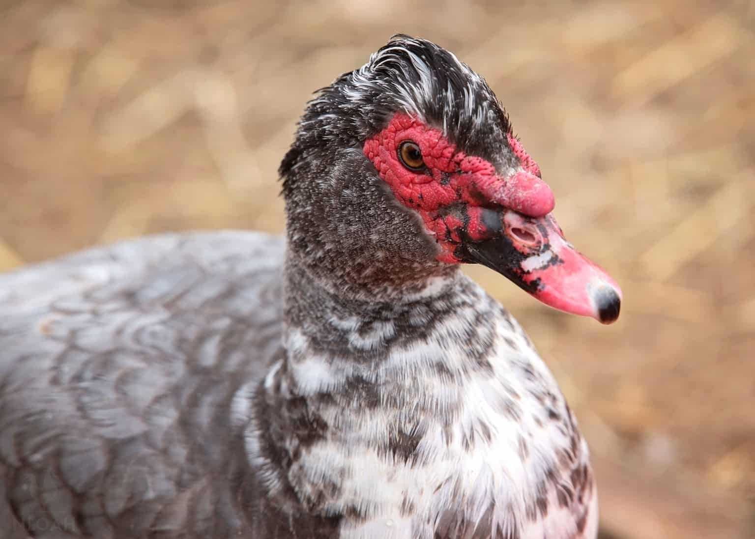 البطّ المسكوڤي: بديل استراتيجي للأمن الغذائي السوري