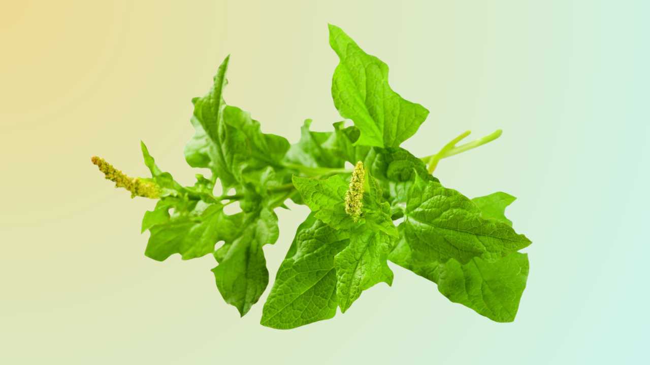 مفارقة الوفرة والاندثار: التّاريخ الخفيّ لنبات إسبانخ السّرمق المعمّر